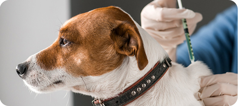 Managing Veterinary Medicines course